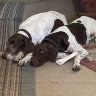 TwoDogs