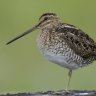 Snipe33
