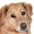 DesmoDog