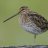 Snipe33