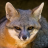 Greyfox2