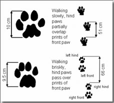 wildcatconservation.org