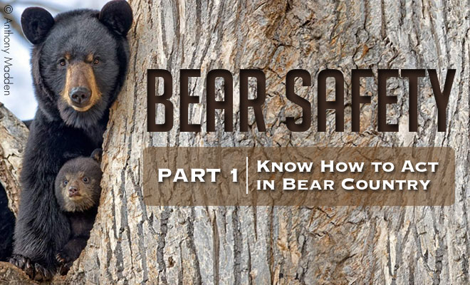 BearSafety1_FeatImg.jpg
