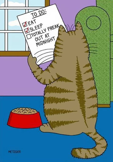 funny-cat-cartoons-34.jpg