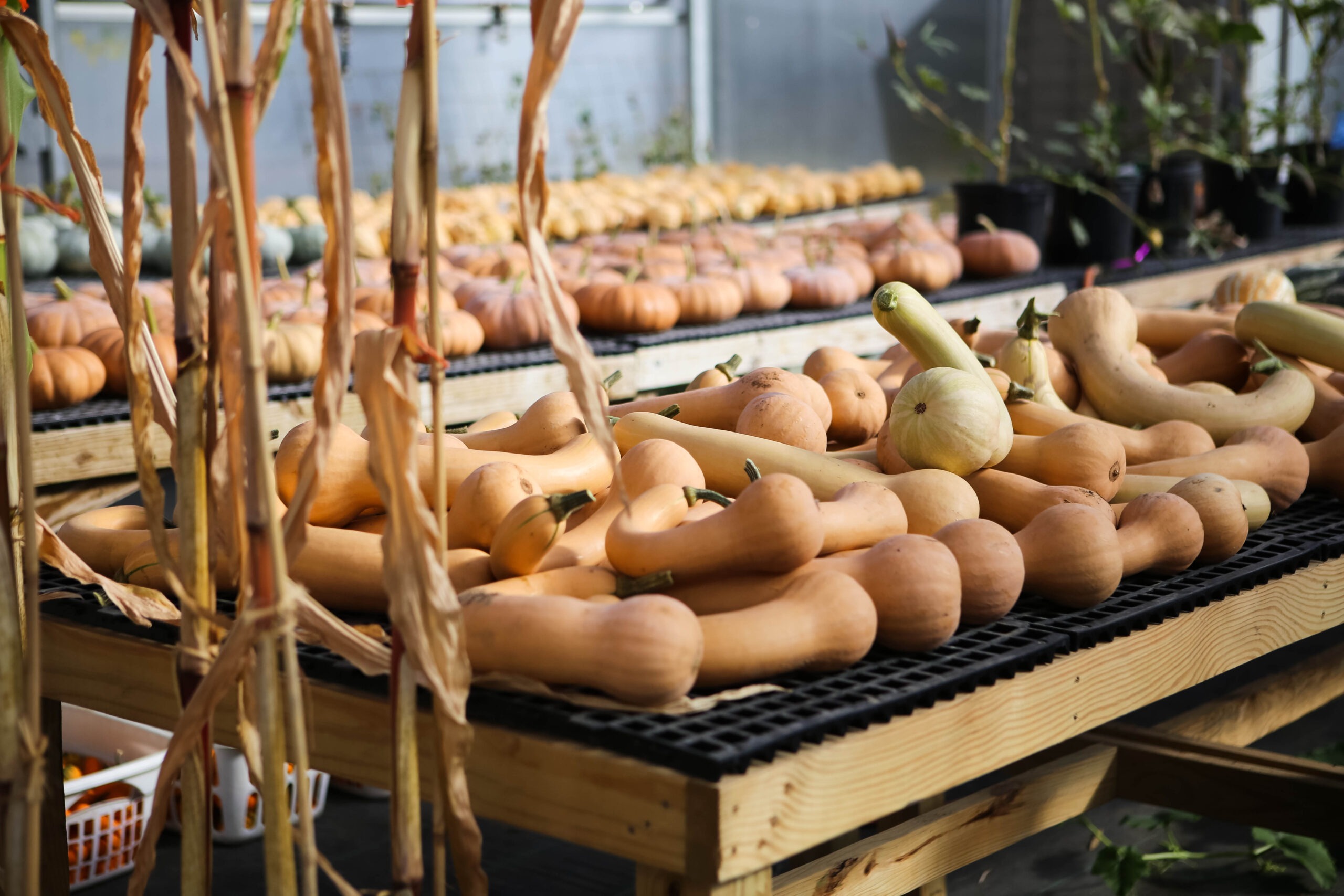 seedsavers.org