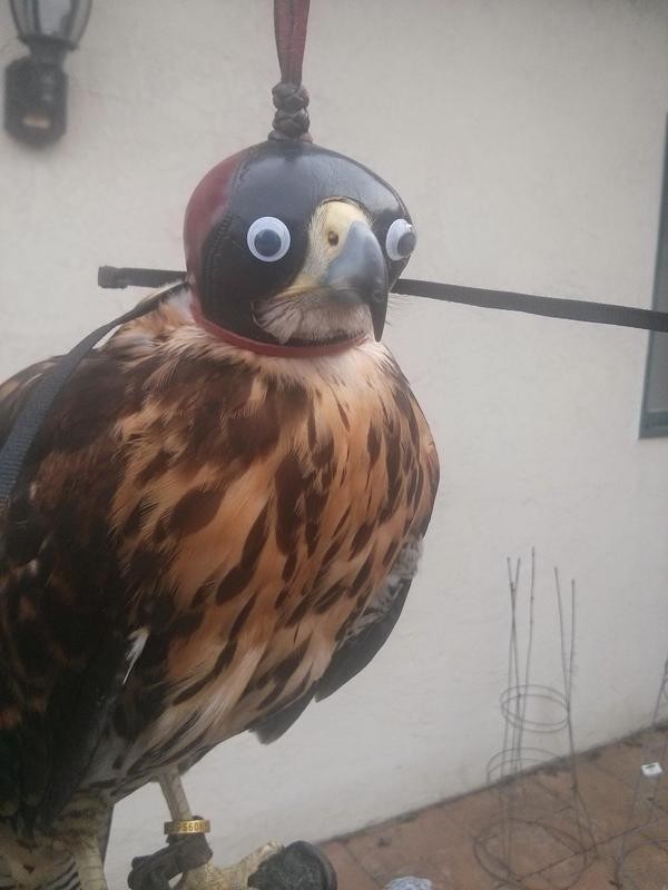 Weird Chicken. .. The damn Googly-Eyed Bandit