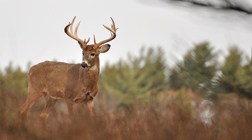 www.deeranddeerhunting.com