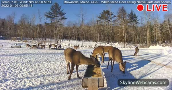 www.skylinewebcams.com