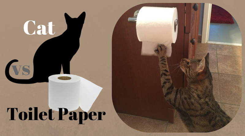 Cat-vs-Toilet-Paper.png