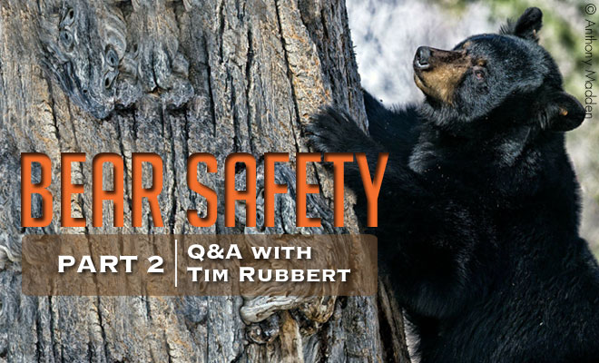 BearSafety2_FeatImg-1.jpg