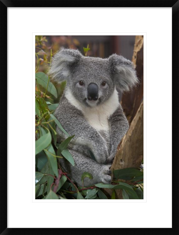 %22+Koala%2C+Native+To+Australia+%22%2C+24%22+H+x+18%22+W+x+1.5%22+D.jpg