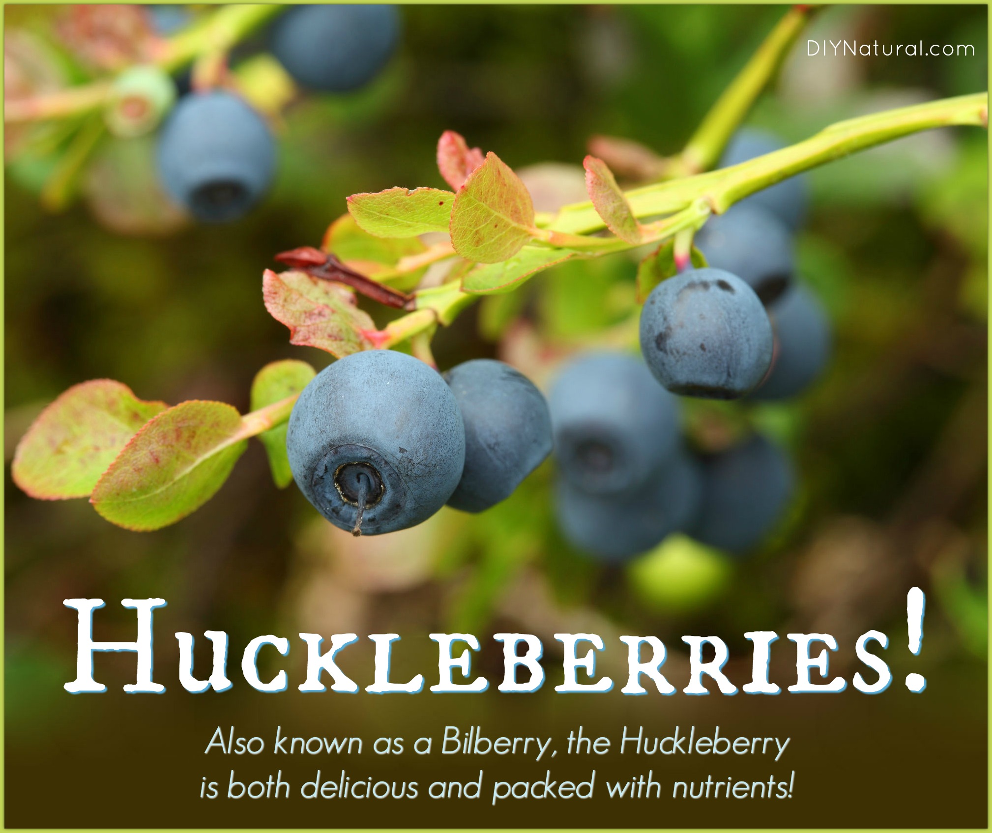 Huckleberry-Bilberry-Health-Benefits.jpg