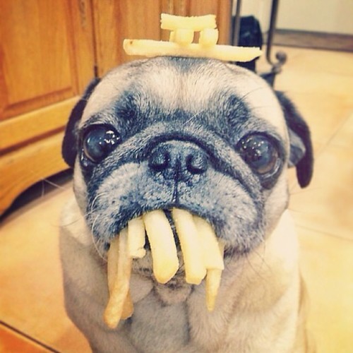 TGIF! #tgif #dog #dogs #funny #fries #frenchfries ...