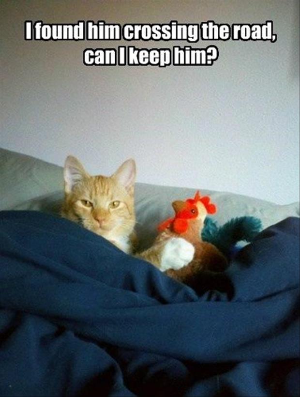 Attack Of The Funny Animals - 38 Pics