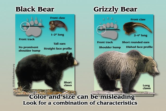 Black bear vs grizzly bear | Montana Hunting and Fishing