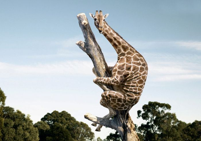 Crazy Giraffes ~ Silly Bunt