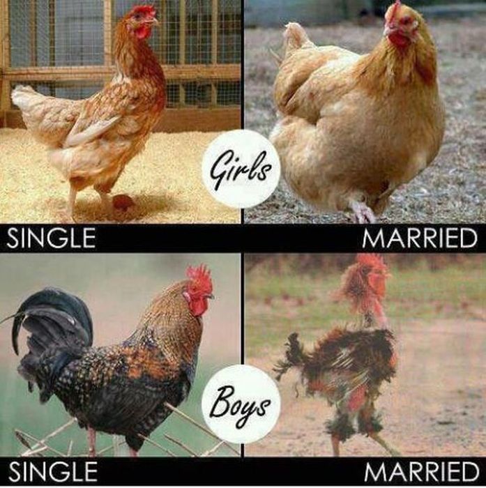 Chickens: Single & Married - 1Funny.com