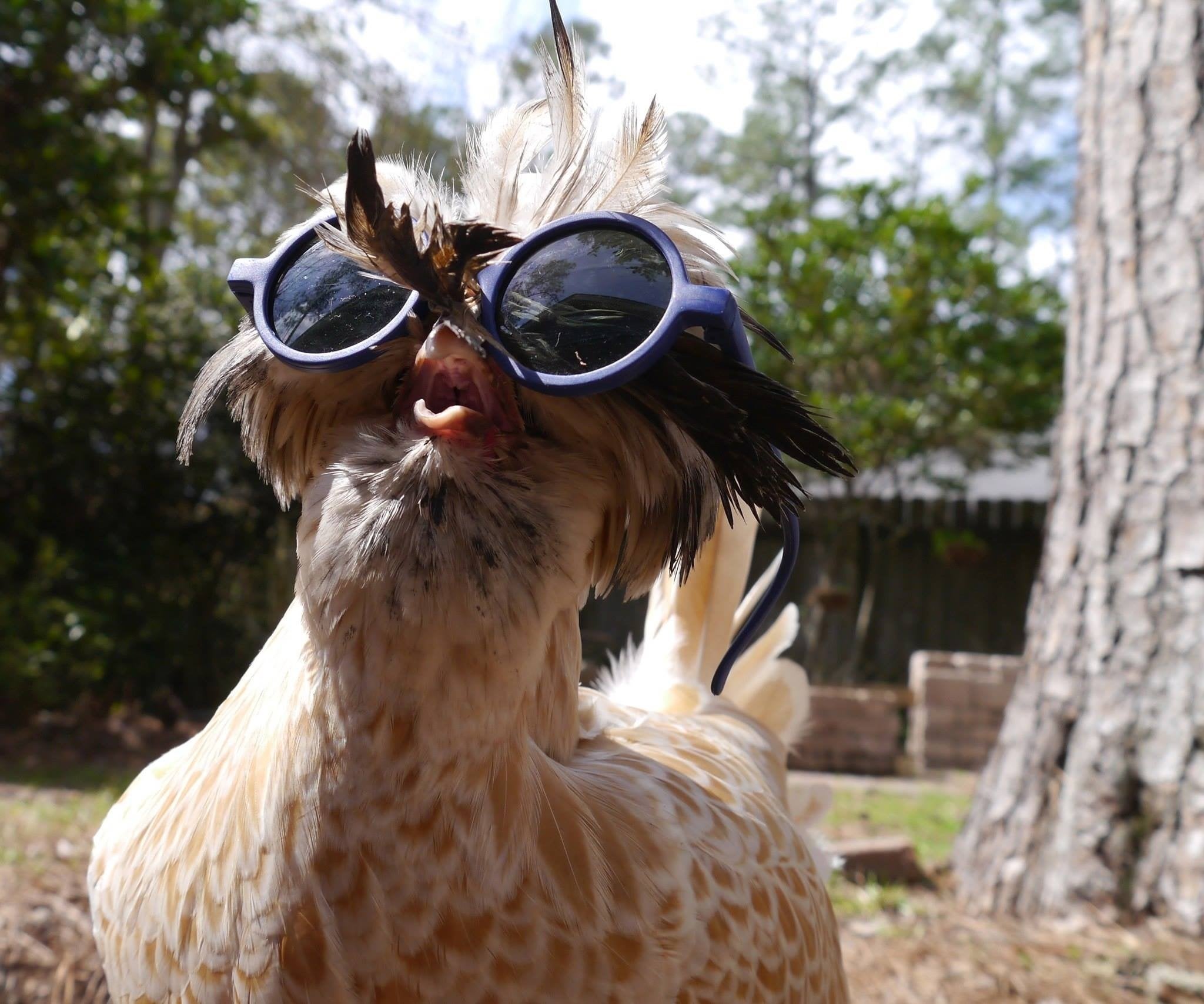 PsBattle: Chicken with sunglasses : photoshopbattles