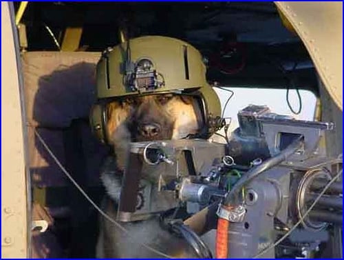 This dog has his own Gatling gun - Foreign Policy