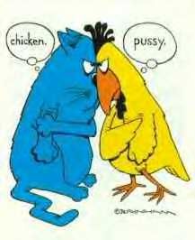 Chicken! | Naughty humor, Chicken jokes