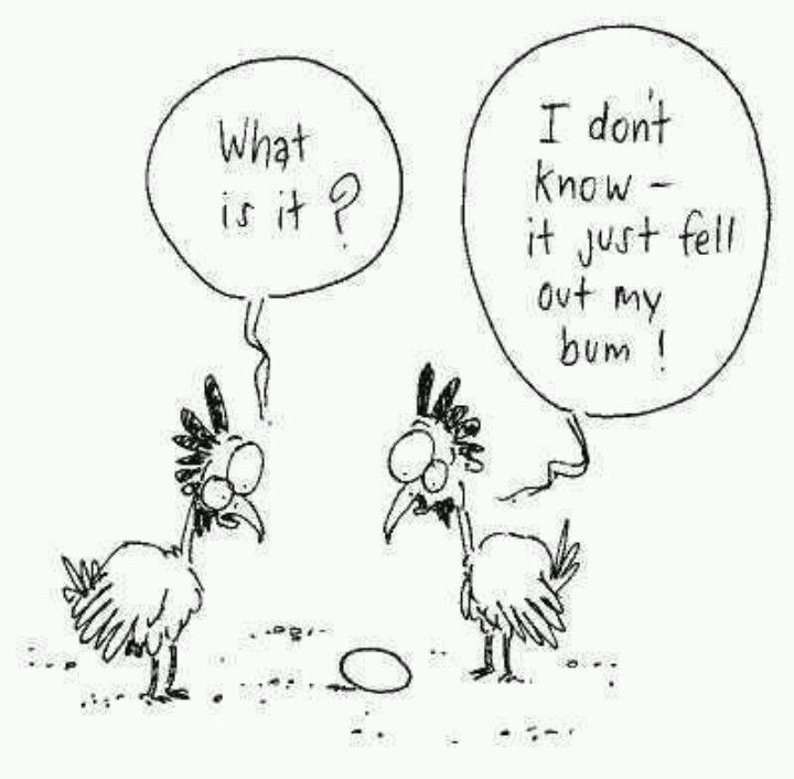 Hat is it | Chicken humor, Funny cartoons, Funny pictures