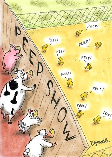 Barnyard peep show #animals #humor #cows #peeps | Easter ...