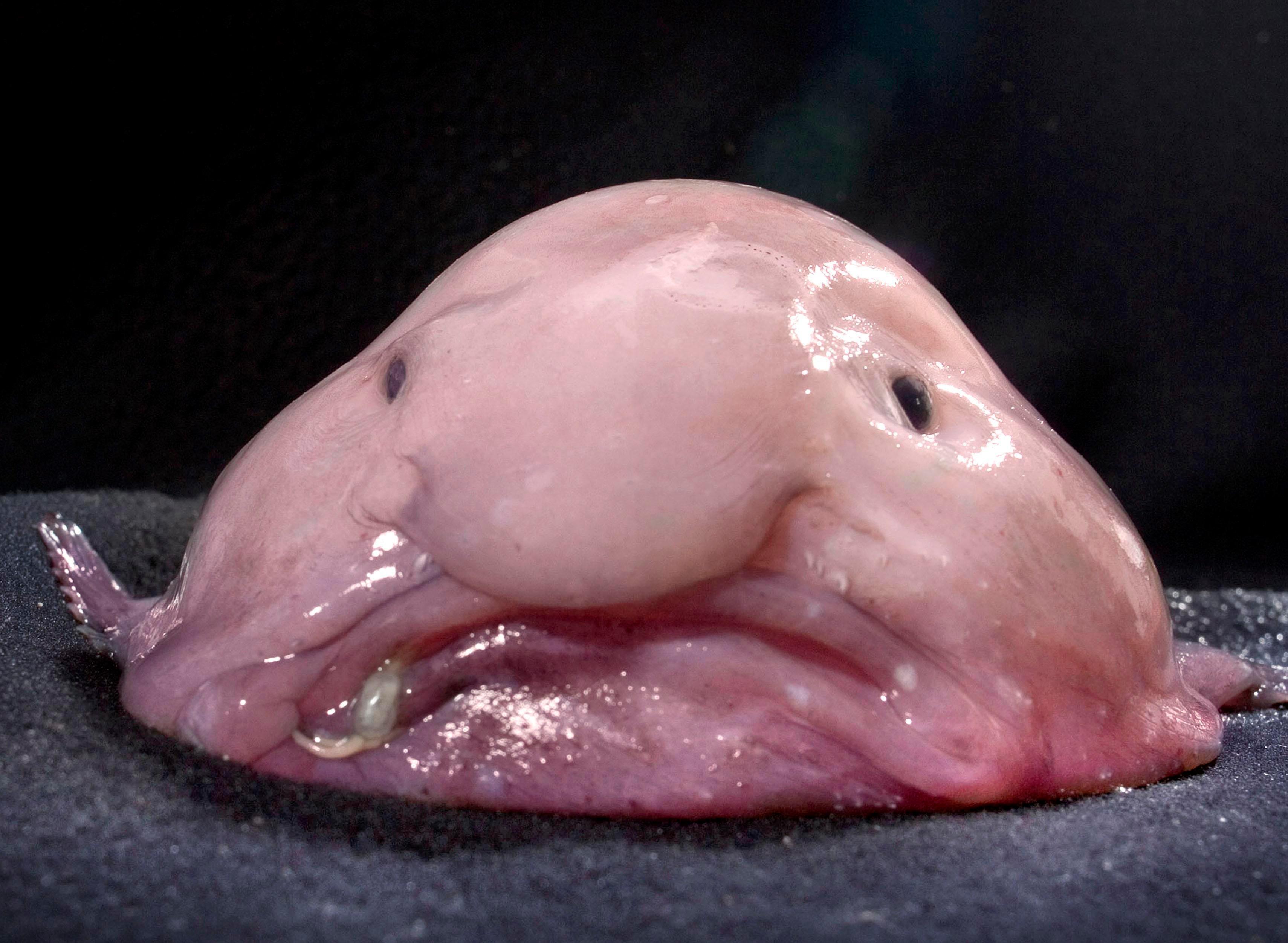 Behold the Blobfish | Science | Smithsonian