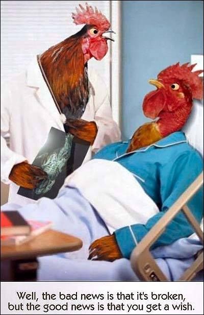 113 best images about Chicken humor on Pinterest | The ...