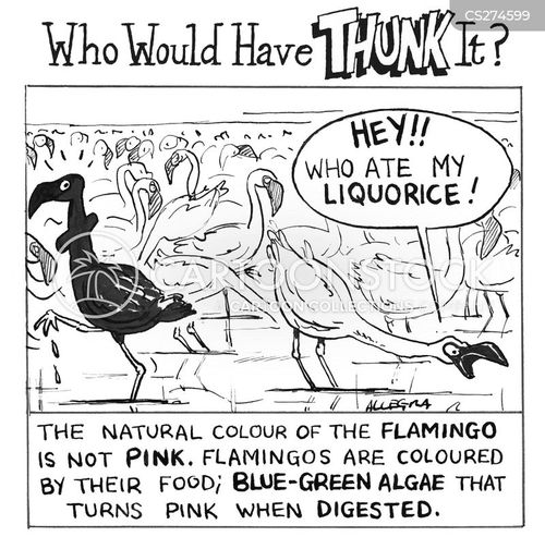 Flamingo Cartoons and Comics - funny pictures from ...