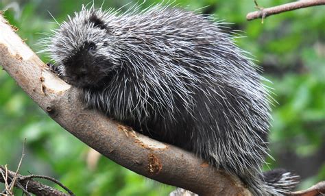 North American porcupine | Smithsonian's National Zoo