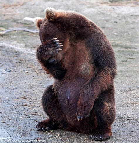 Camera shy bear makes it clear he's had enough of being ...