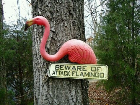 Very interesting. #dogsfunnyawkwardmoments | Flamingo ...