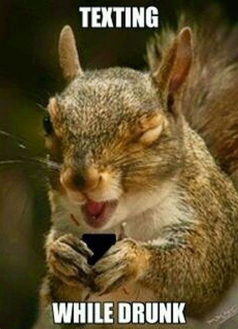 Squirrel Texting While Drunk ~ Funny Joke Pictures