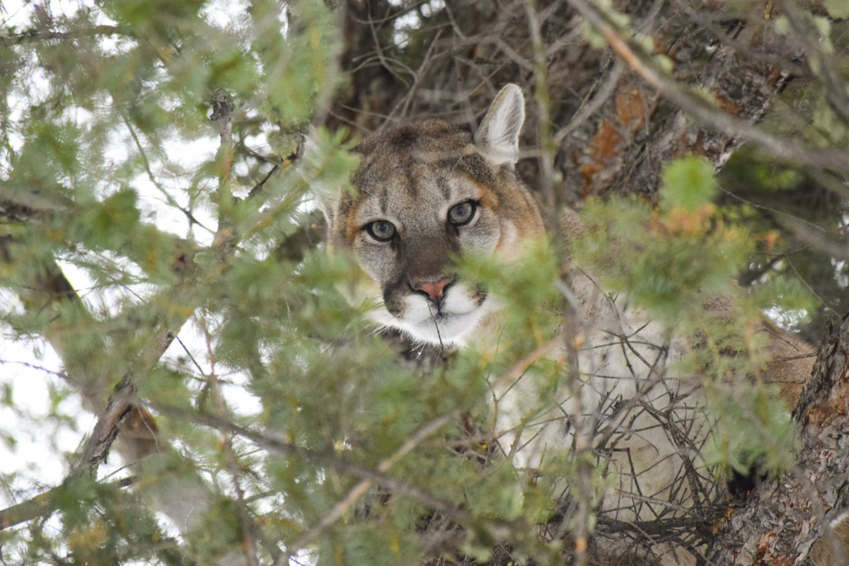 mountainlion.org
