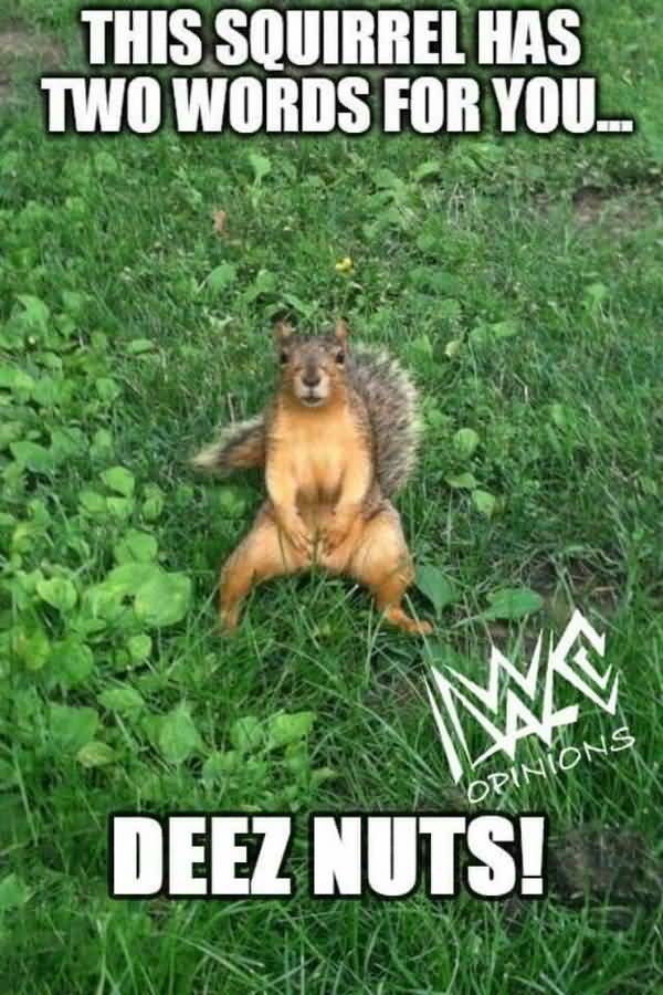 Hilarious-squirrel-nuts-meme-image.jpg