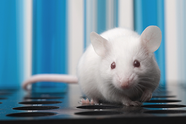 White-lab-mouse-with-cute-little-snout-pointed-at-us..jpg