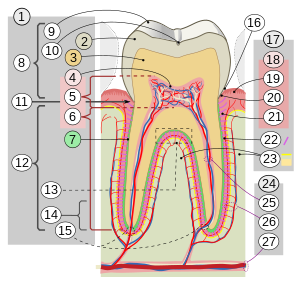 300px-Cross_sections_of_teeth_intl.svg.png