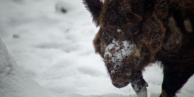 1024px-Wild-boar-snow-covered-snout_-_West_Virginia_-_ForestWander-660x330.jpg