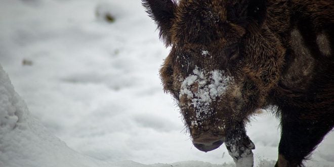 1024px-Wild-boar-snow-covered-snout_-_West_Virginia_-_ForestWander-660x330.jpg