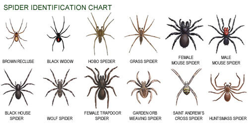 spiders-identification.jpg