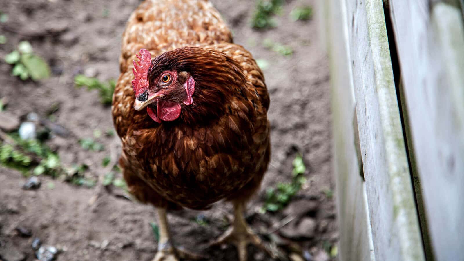 Suburban Chickens Survival Food Source in the Backyard The Armory Life