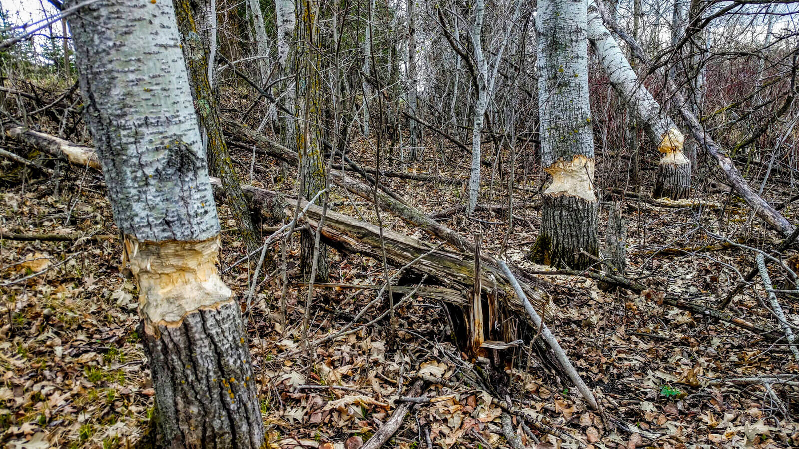 Trapping to Protect Your Homestead