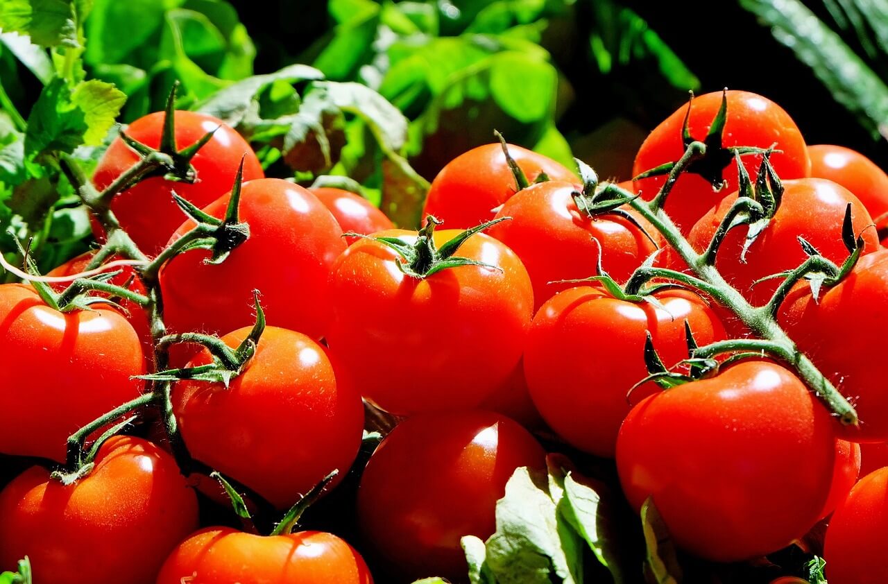 Growing tomatoes in the north during the harsh winter