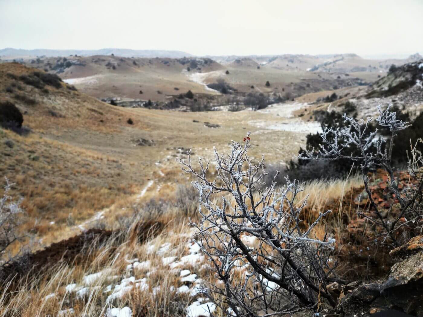 Hunting with the Waypoint rifle in 6.5 Creedmoor