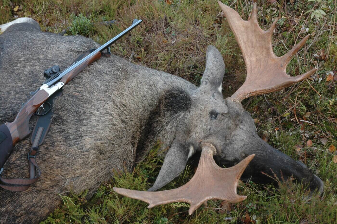 Moose hunting with a red dot sight