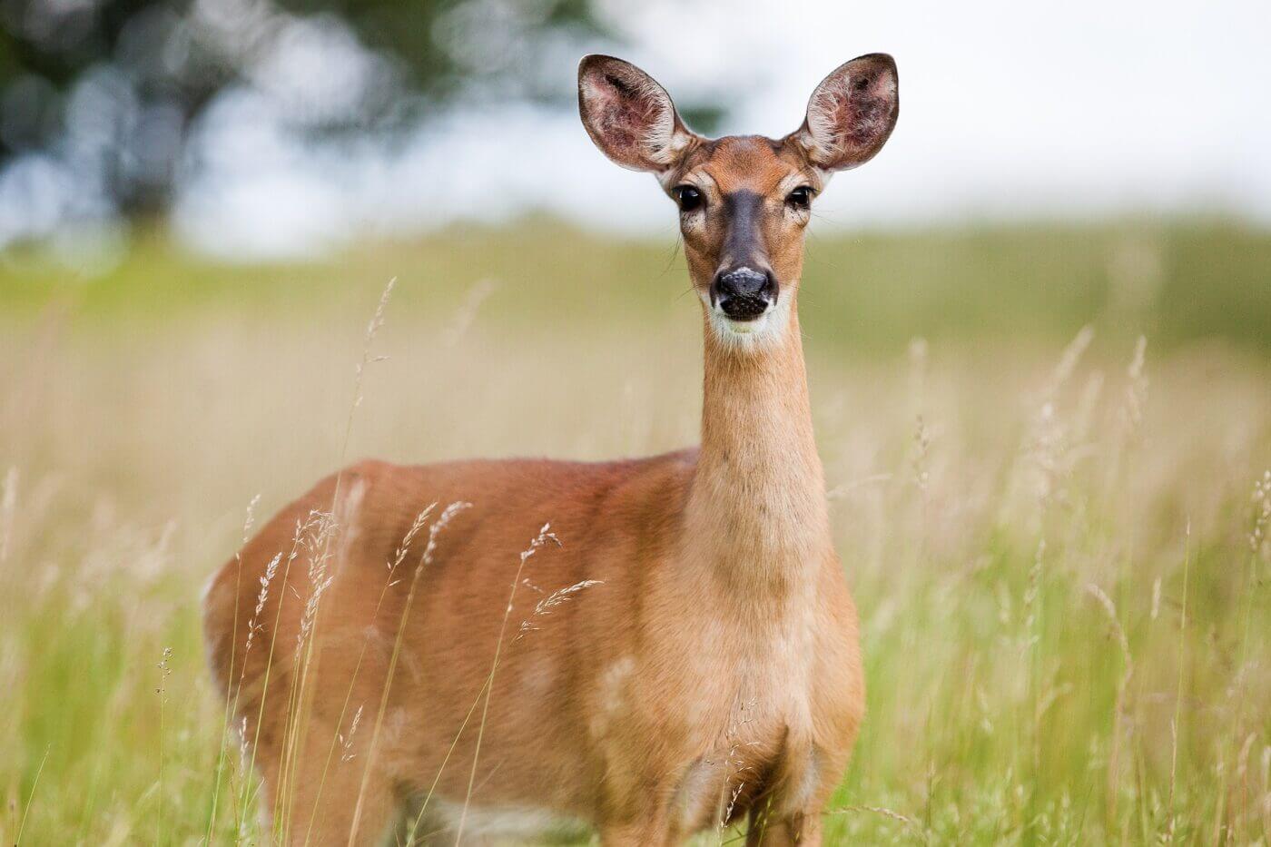 Deer in grass