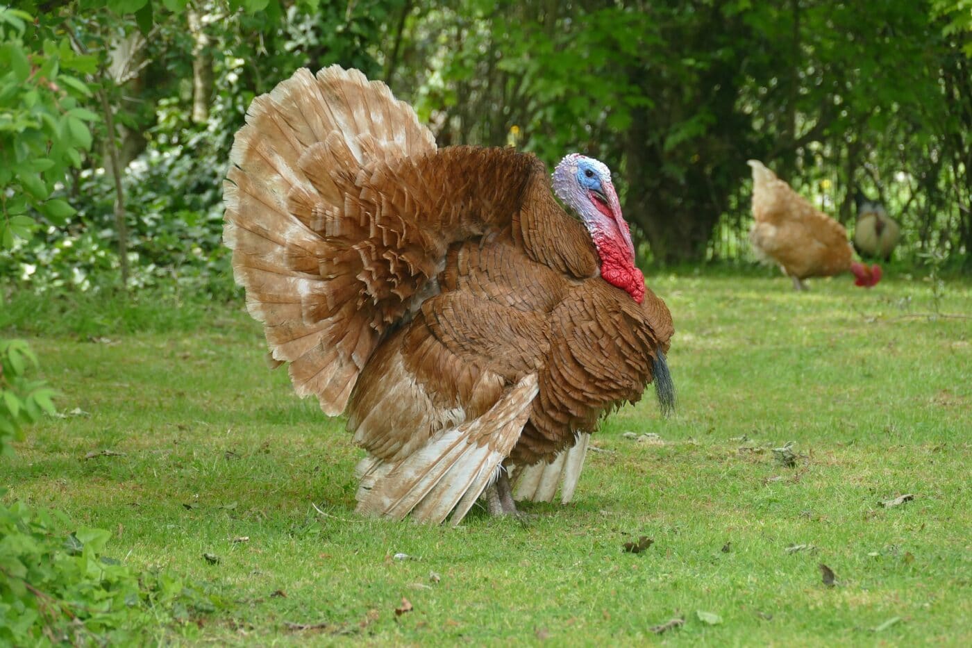 Turkey in grassy field