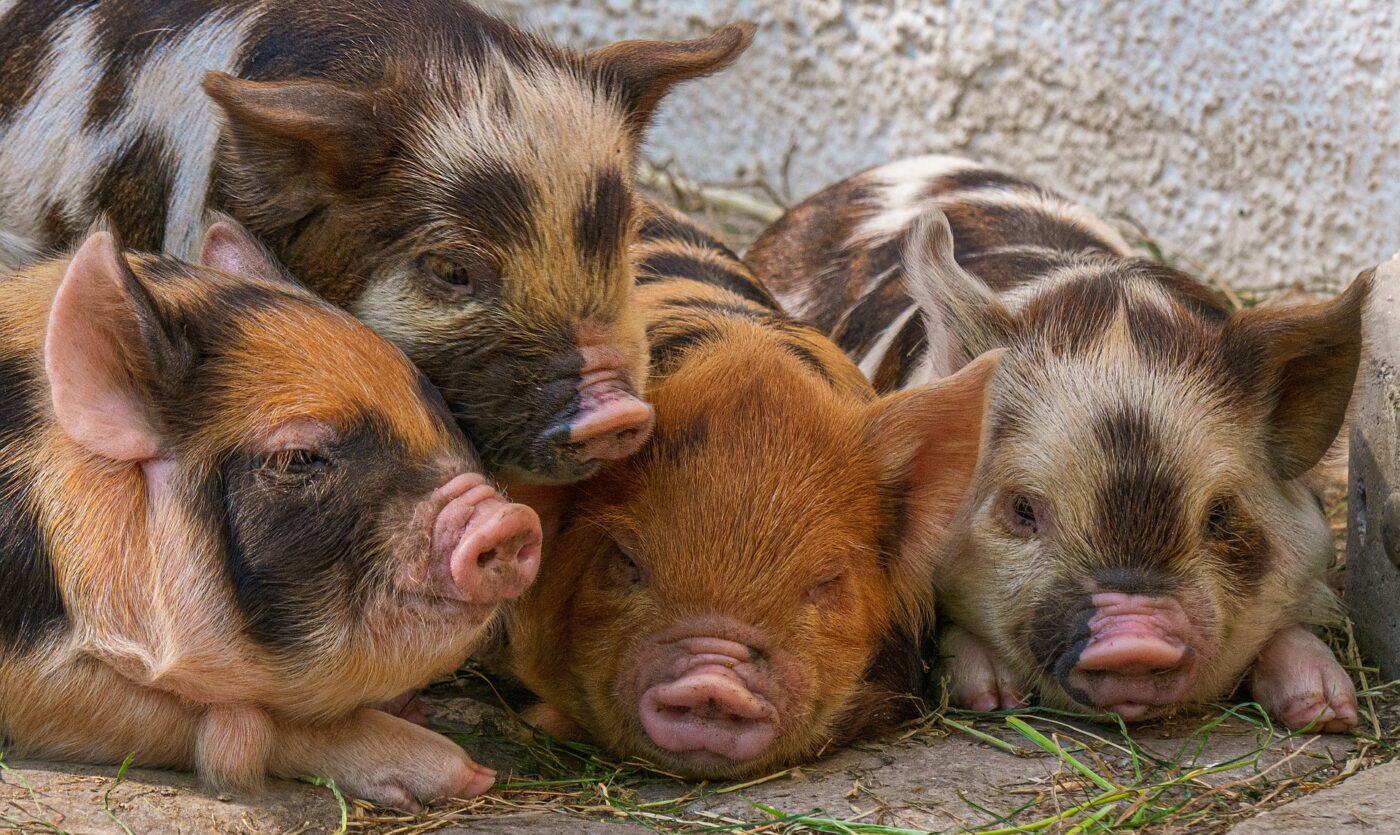 Pigs being raised for meat