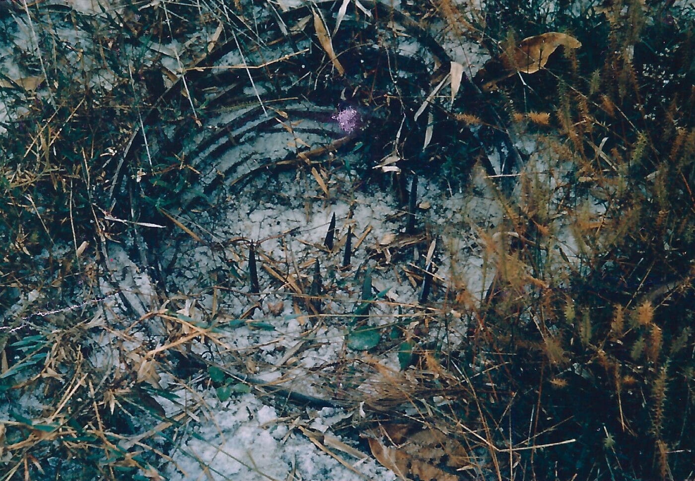 Viet Cong punji pit demonstration