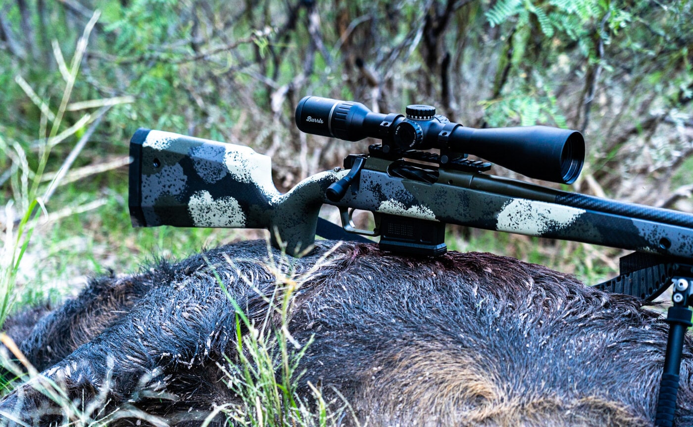 Bolt action rifle on top of a hunted pig in Texas